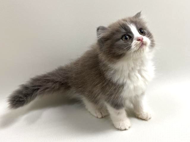 スコティッシュフォールド