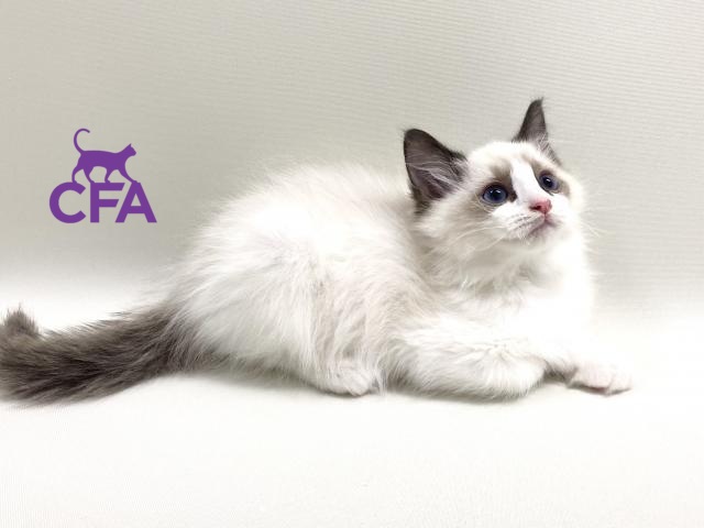 CFA血統書 ラグドール
