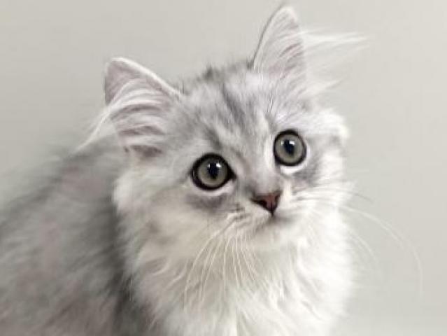 足長ミヌエット