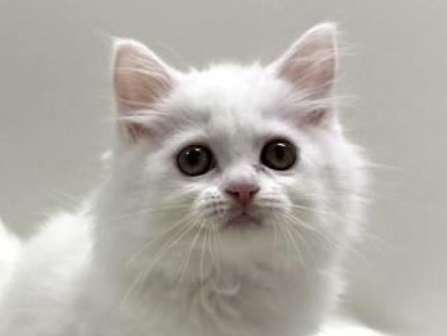 足長ミヌエット