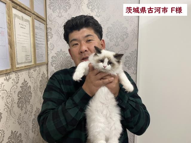 CFA血統書 ラグドール