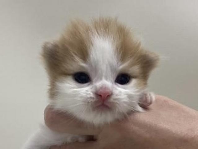 折耳スコティッシュフォールド