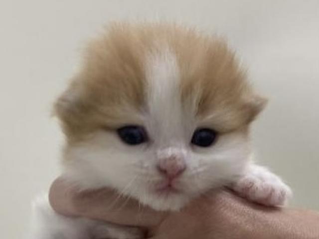 折耳スコティッシュフォールド