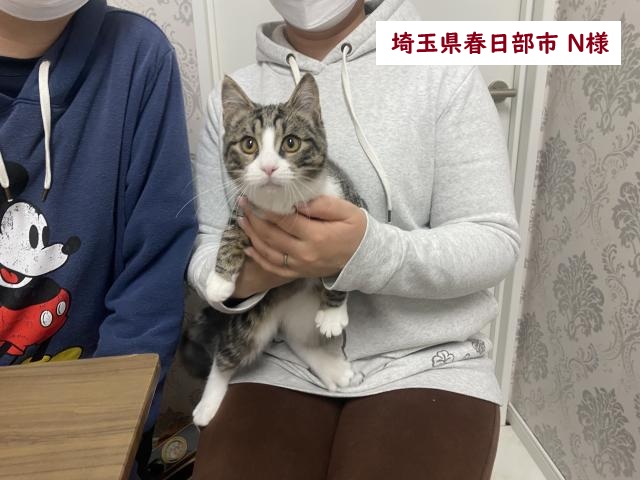 ミックス猫(雑種)