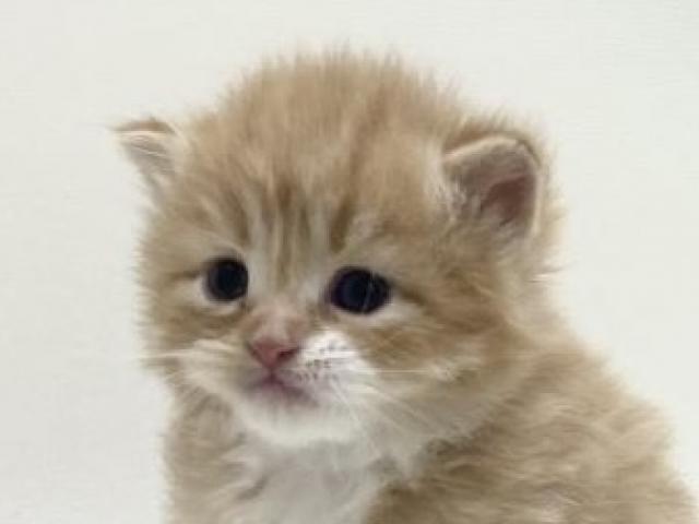 折耳スコティッシュフォールド