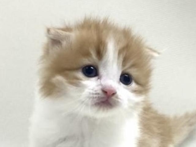 折耳スコティッシュフォールド