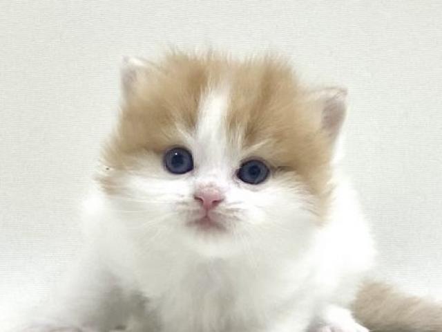 折耳スコティッシュフォールド