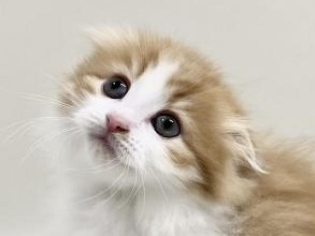 折耳スコティッシュフォールド