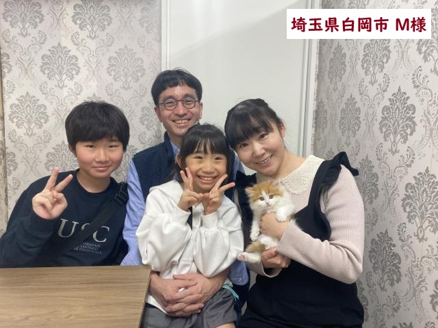 折耳スコティッシュフォールド