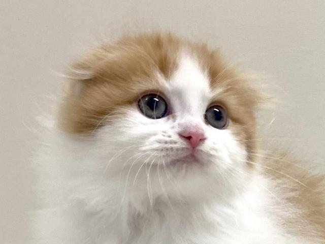 折耳スコティッシュフォールド