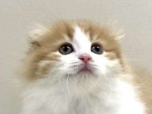 折耳スコティッシュフォールド