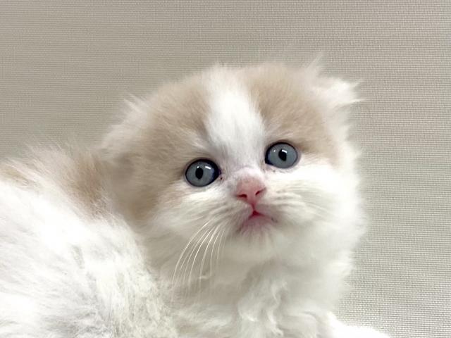 折耳スコティッシュフォールド