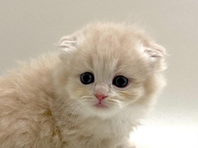 折耳スコティッシュフォールド