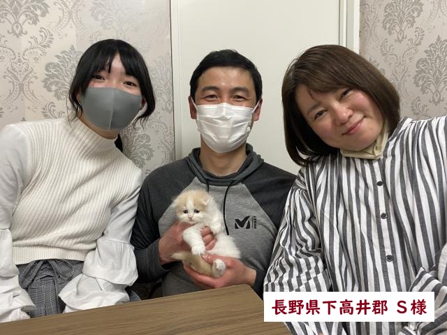 折耳スコティッシュフォールド