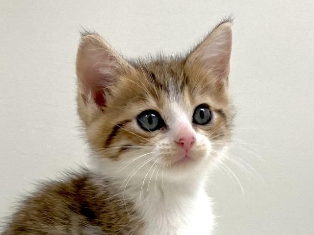 立耳スコティッシュフォールド