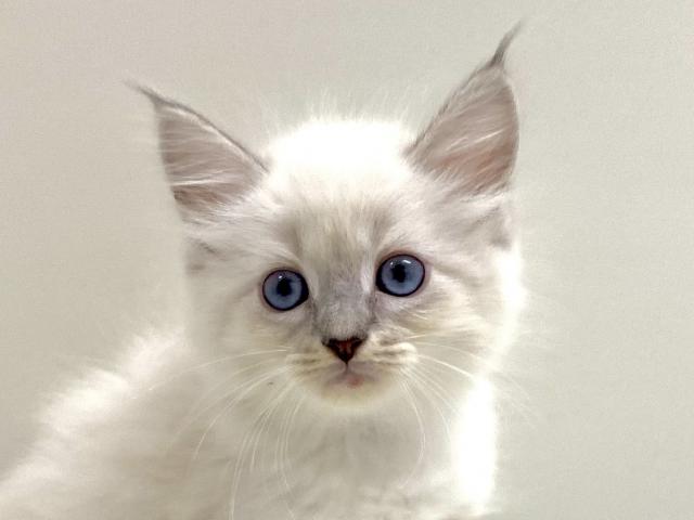 ネヴァマスカレード