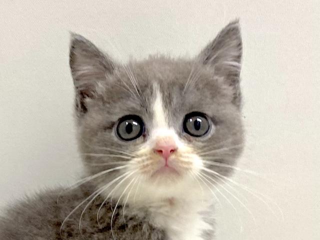 ブリティッシュショートヘアー