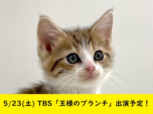 立耳スコティッシュフォールド