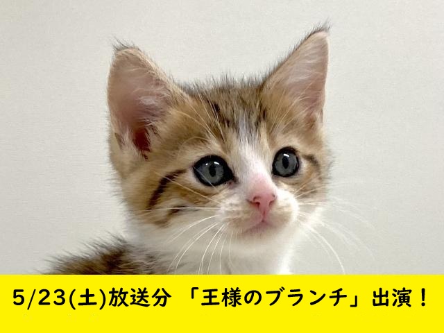 立耳スコティッシュフォールド