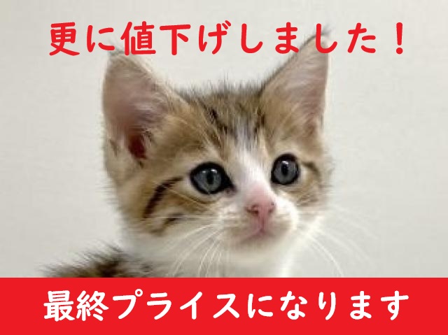 立耳スコティッシュフォールド