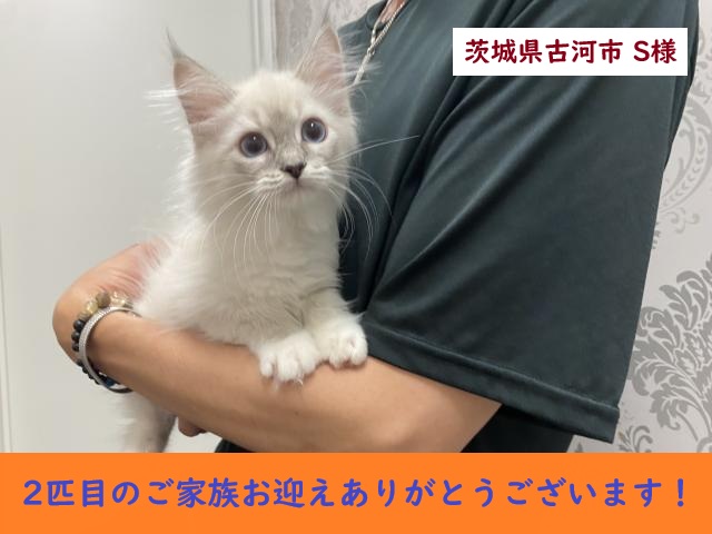 ネヴァマスカレード