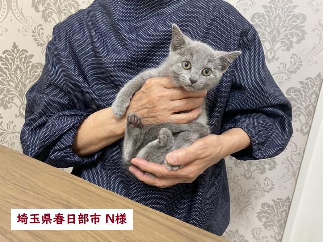 ロシアンブルー