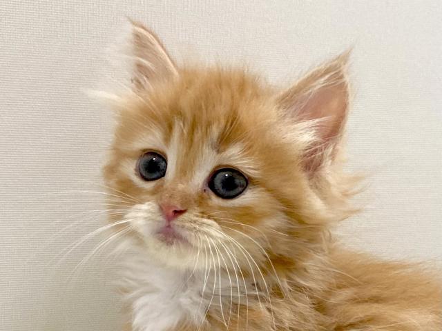 サイベリアン