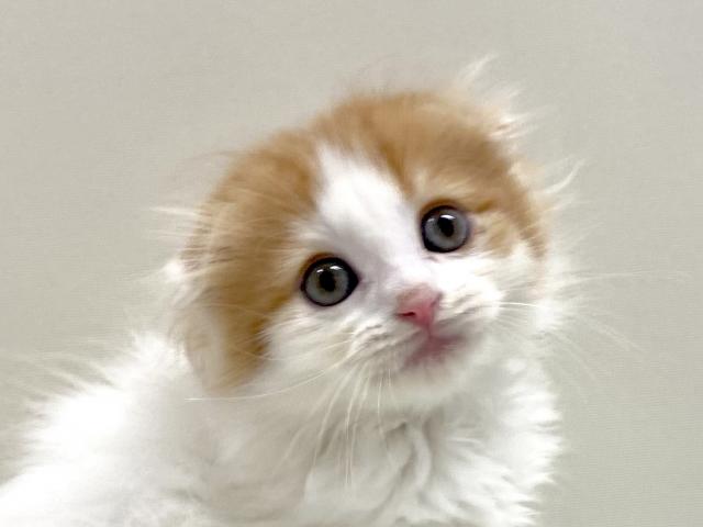 折耳スコティッシュフォールド