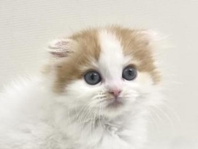 折耳スコティッシュフォールド