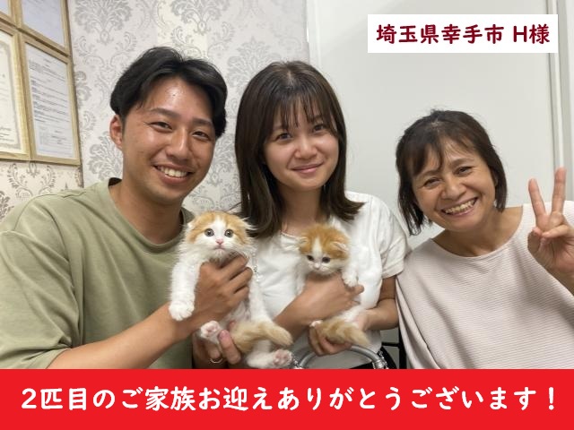 折耳スコティッシュフォールド