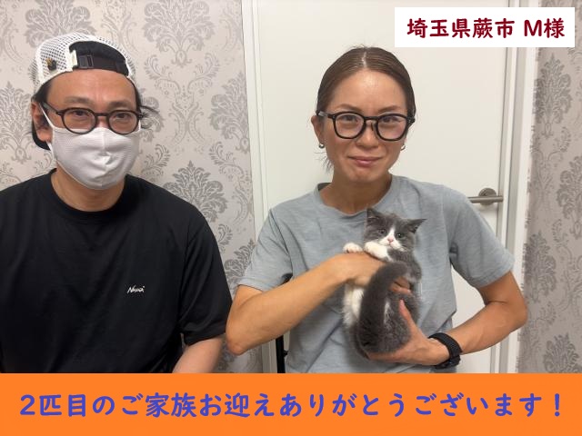ブリティッシュショートヘアー