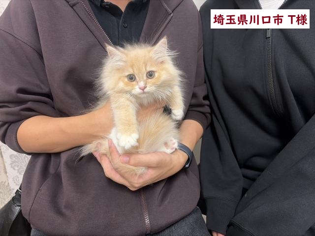 サイベリアン