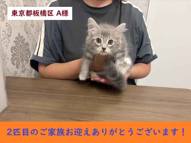 サイベリアン