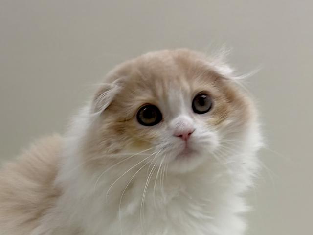 折耳スコティッシュフォールド