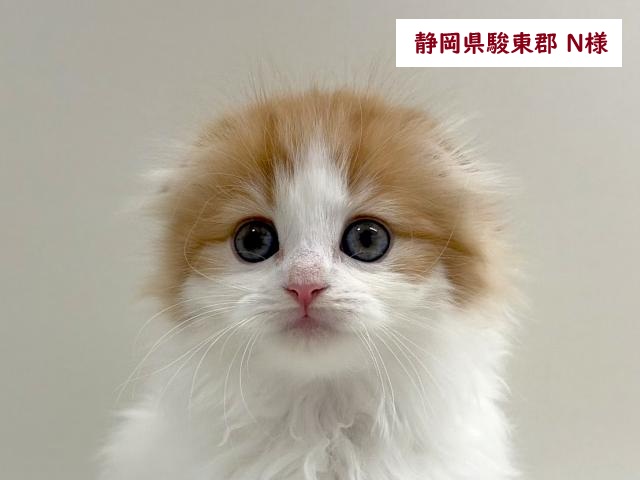 折耳スコティッシュフォールド