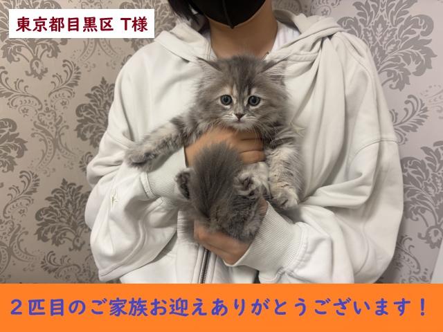 サイベリアン