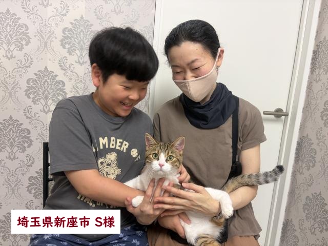 立耳スコティッシュフォールド