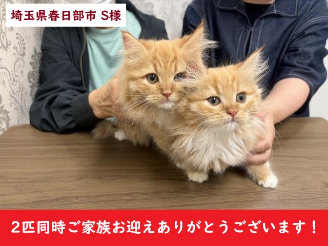 サイベリアン