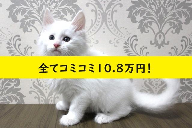 メインクーン