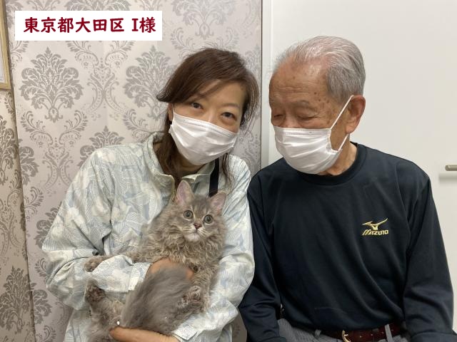 セルカークレックス(巻き毛猫)