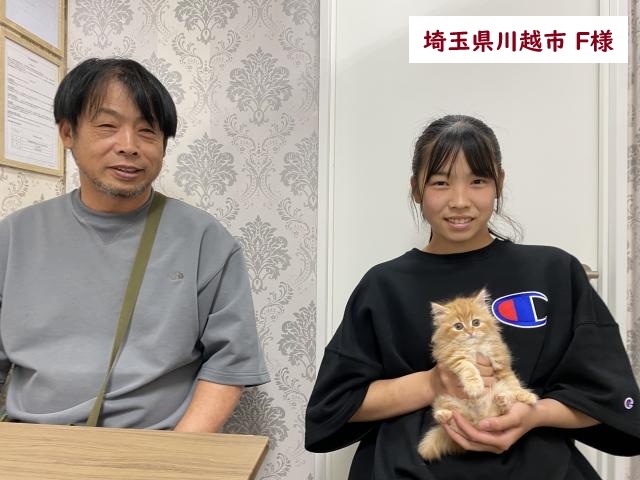 スコティッシュフォールド