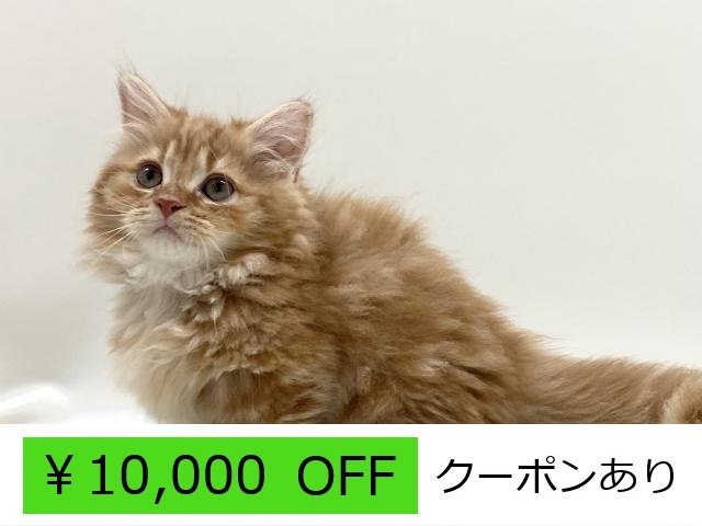 ミヌエット短足(極短)