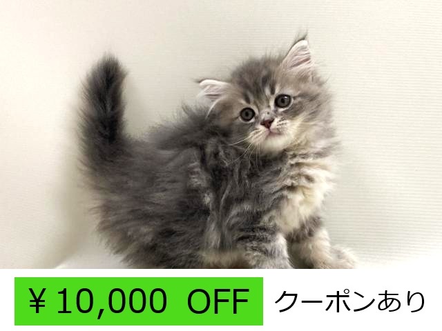 サイベリアン