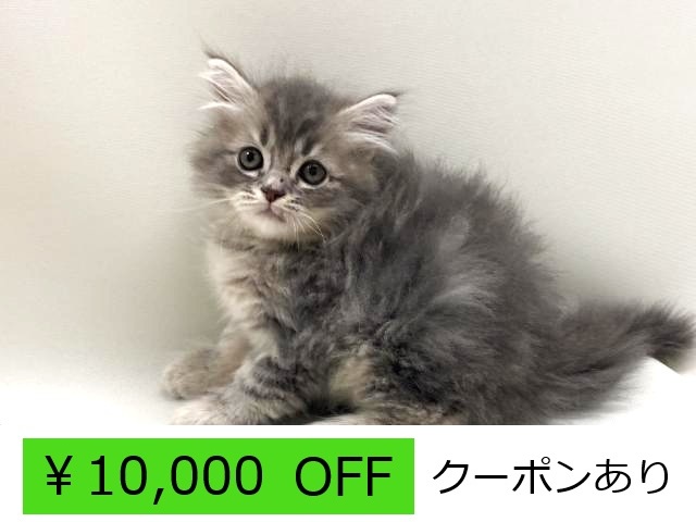 サイベリアン