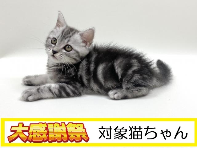 アメリカンショートヘアー
