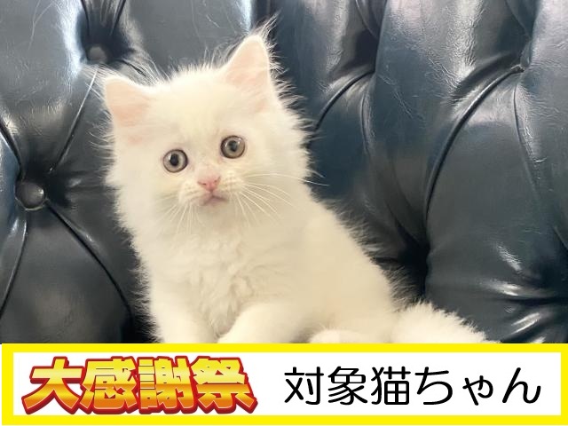 ミヌエット 足長