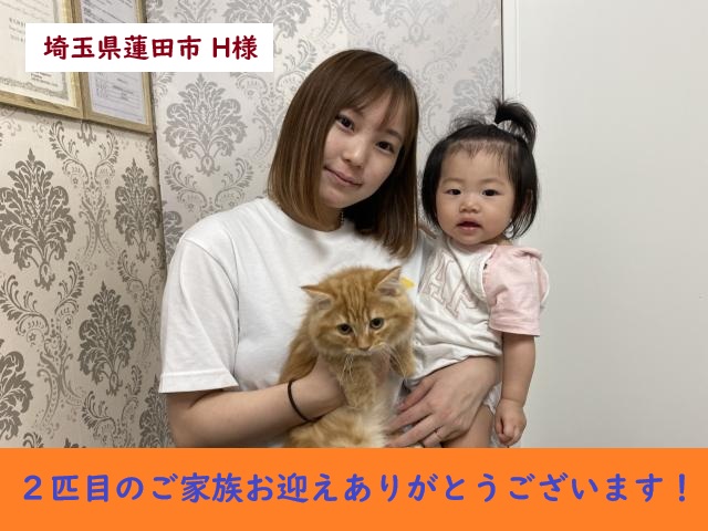 ミヌエット短足(極短)
