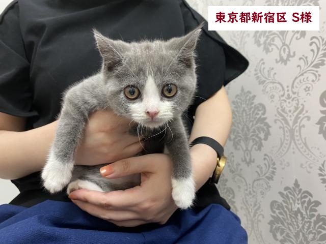 ブリティッシュショートヘアー