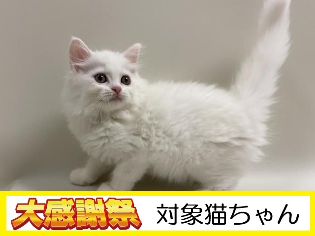 ミヌエット 足長