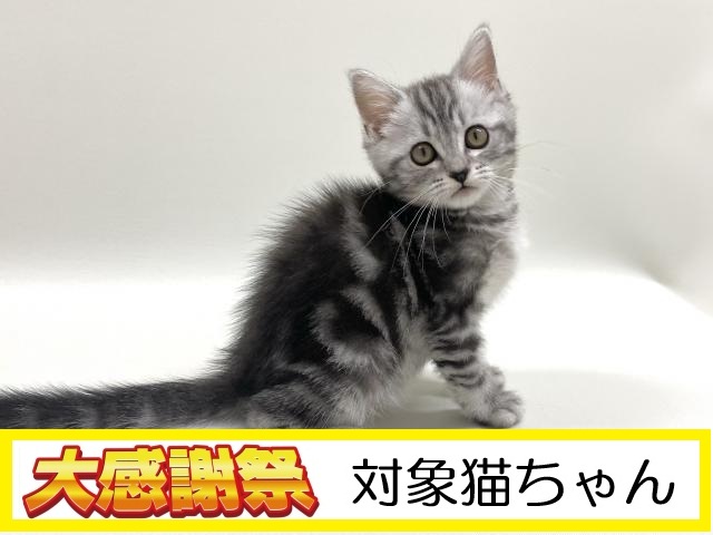 アメリカンショートヘアー